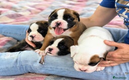 Boxer dogs for sale: BEAUTIFUL BOXER PUPPIES BOBTAIL AND TAIL - Image 8