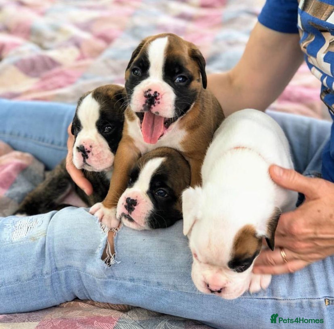 Boxer dogs for sale: BEAUTIFUL BOXER PUPPIES BOBTAIL AND TAIL - Image 8