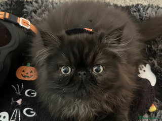 Persian cats - Advert 23