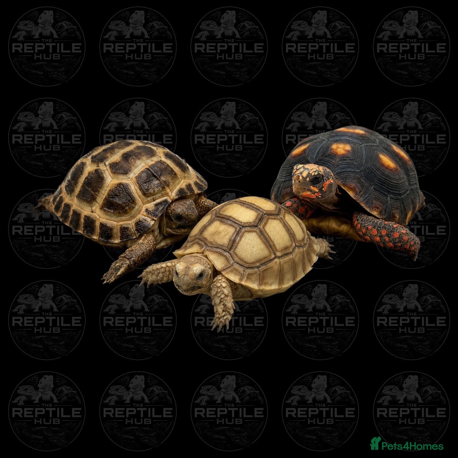 Tortoise reptiles Baby Tortoises Available - Advert 1