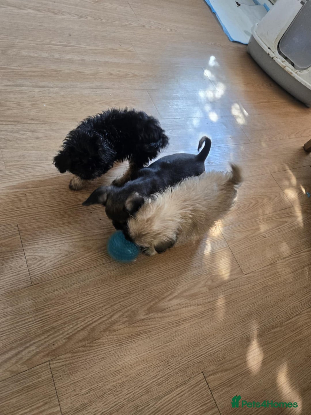 Mixed Breed dogs for sale: 6 jug x cavachon pups for sale  - Image 8
