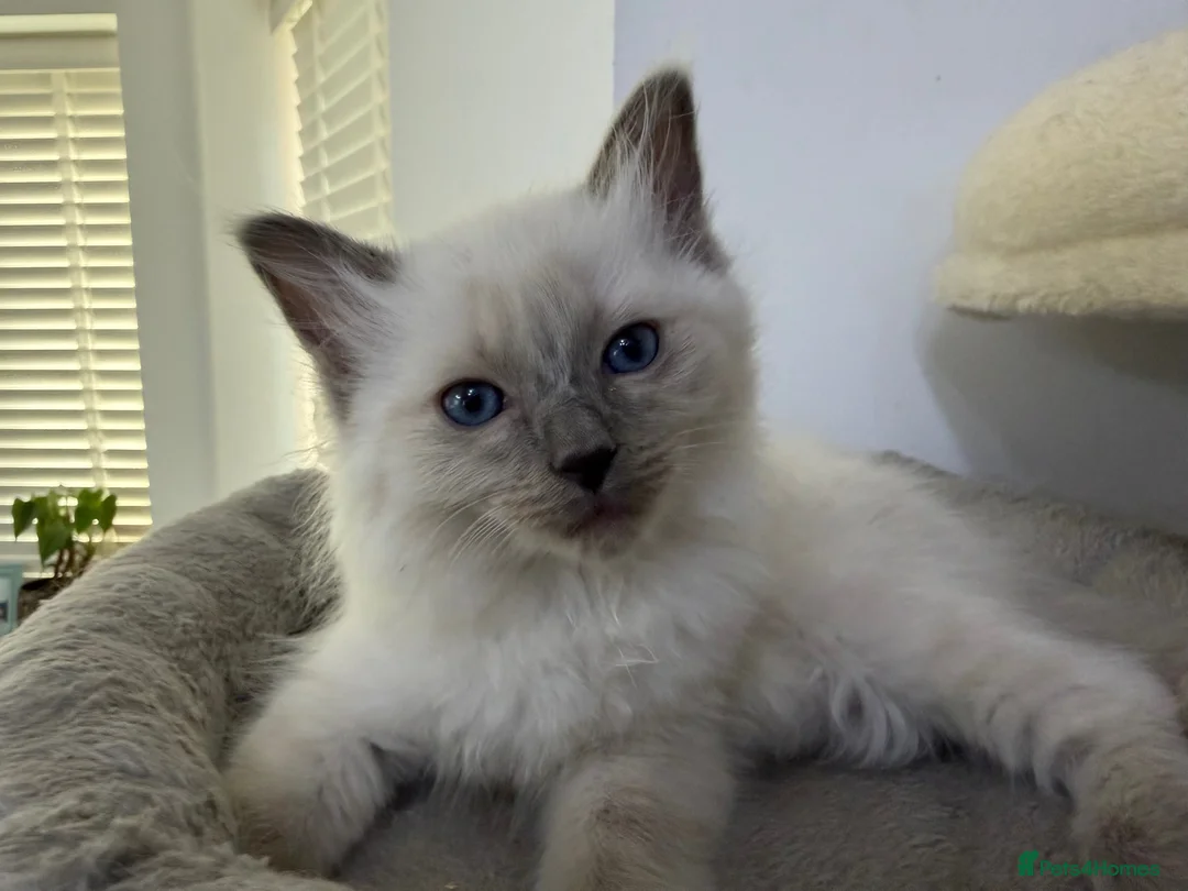 Ragdoll cats for sale: Adorable and friendly Ragdoll Kittens - Advert 12