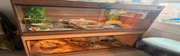 Bearded Dragon reptiles for sale: 2 male bearded dragons  - Advert 5