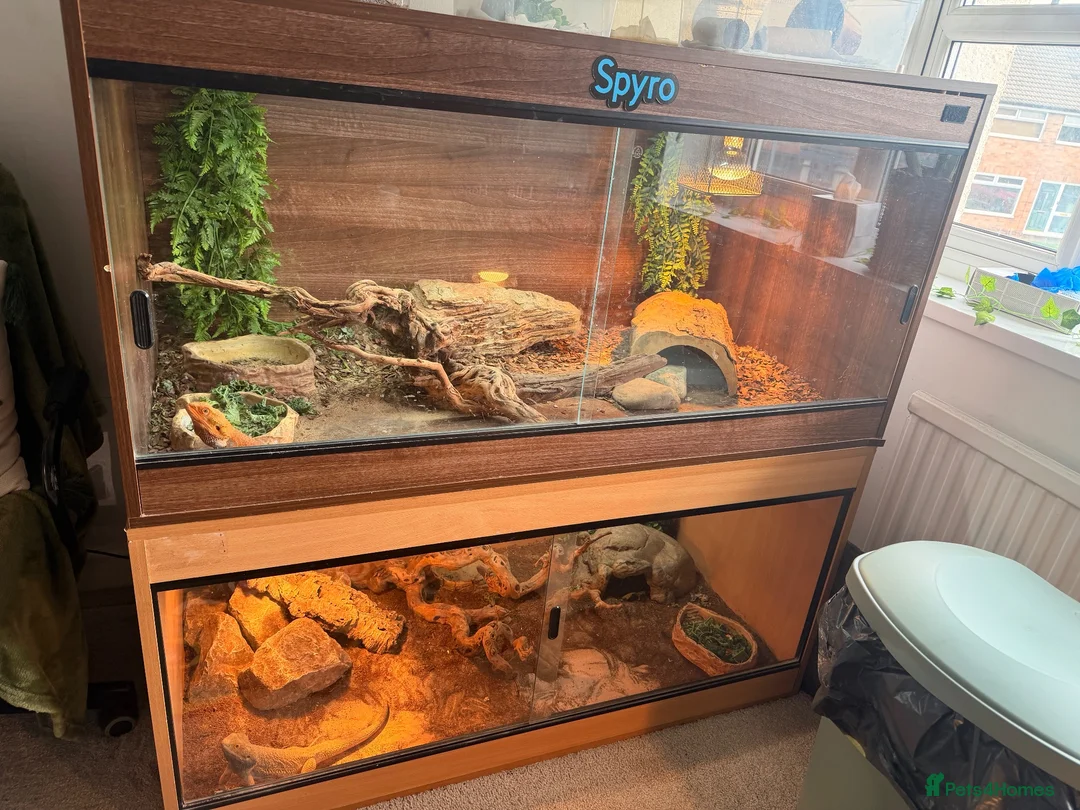 Bearded Dragon reptiles for sale: 2 male bearded dragons  - Advert 5