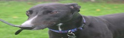 Greyhound dogs for adoption: Draw greyhound dream to walk ready for adoption  - Advert 2