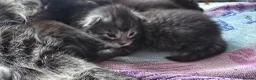 Maine Coon cats for sale: Exceptional Maine Coon Kittens for Loving Homes - Advert 20