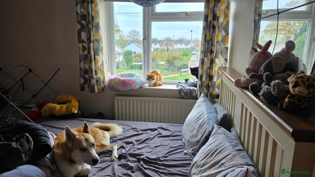 Mixed Breed dogs for sale: 18month ginger husky/collie boy - Advert 13