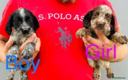 Cocker Spaniel dogs for sale: Beautiful litter of cocker spaniels - Image 7