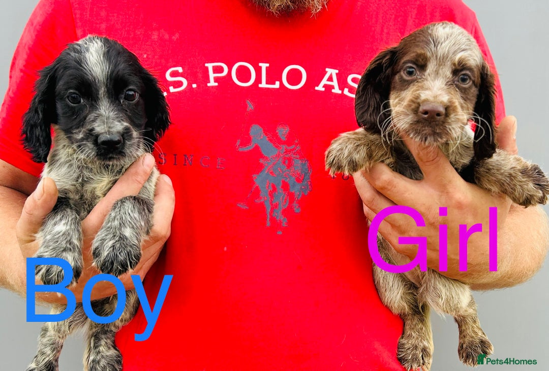 Cocker Spaniel dogs for sale: Beautiful litter of cocker spaniels - Image 7