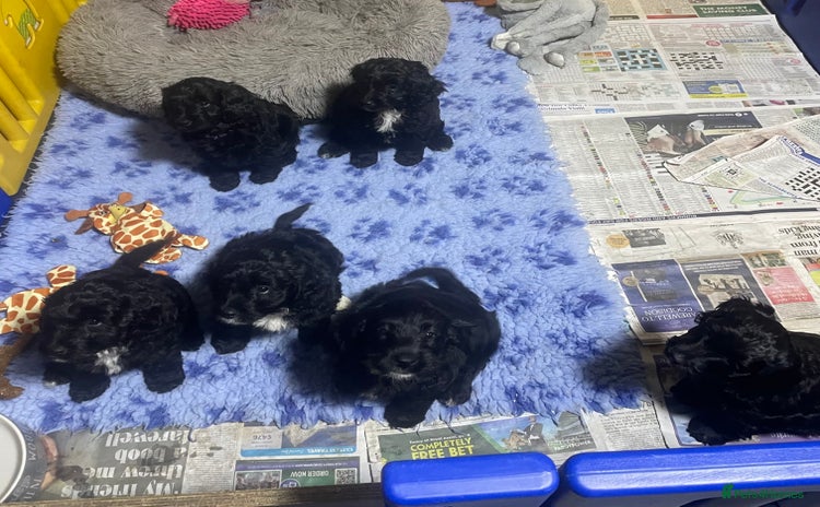 Sproodle dogs for sale - Advert 1