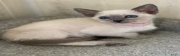 Siamese cats for sale: GCCF Registered Siamese Kittens  - Advert 29