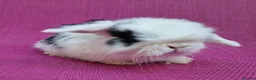 Mini Lop rabbits for sale: Mini lop babies - Advert 7