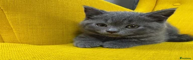 British Shorthair 2