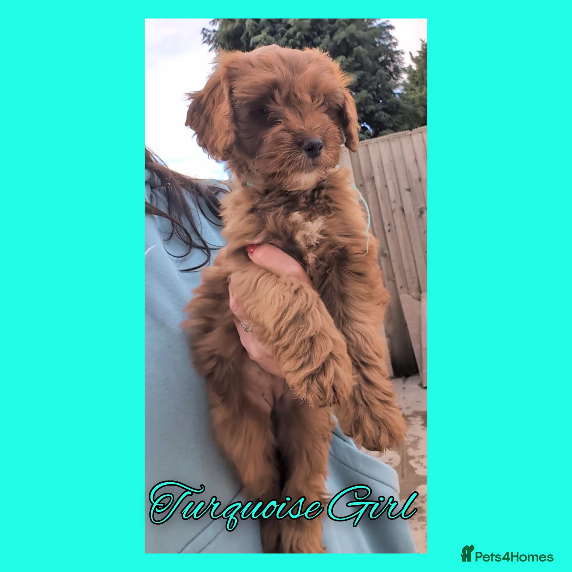 Cockapoo dogs READY NOW 4 x Red Cockapoo Girls For Sale - Advert 2