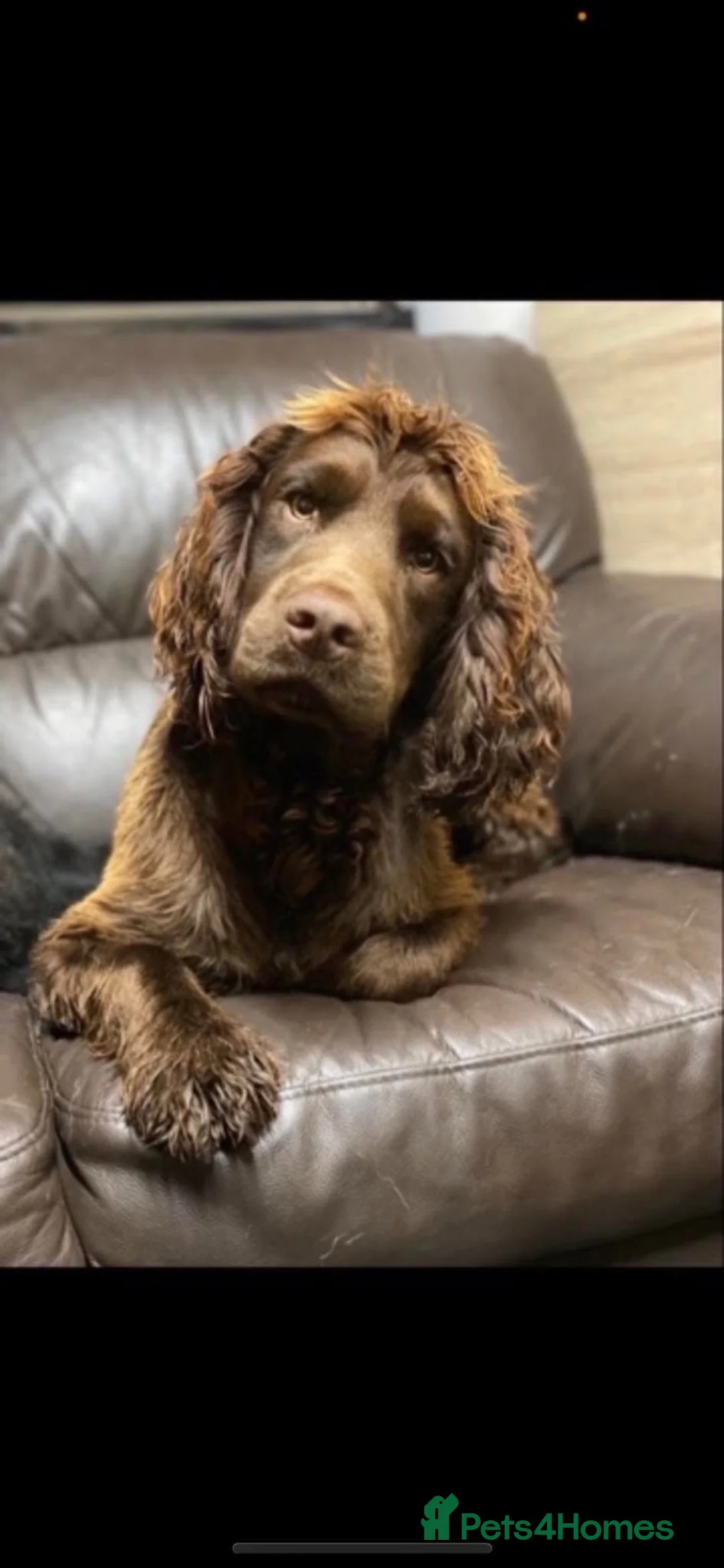 Cocker Spaniel dogs for sale: 4 working cocker spaniel males  - Advert 4