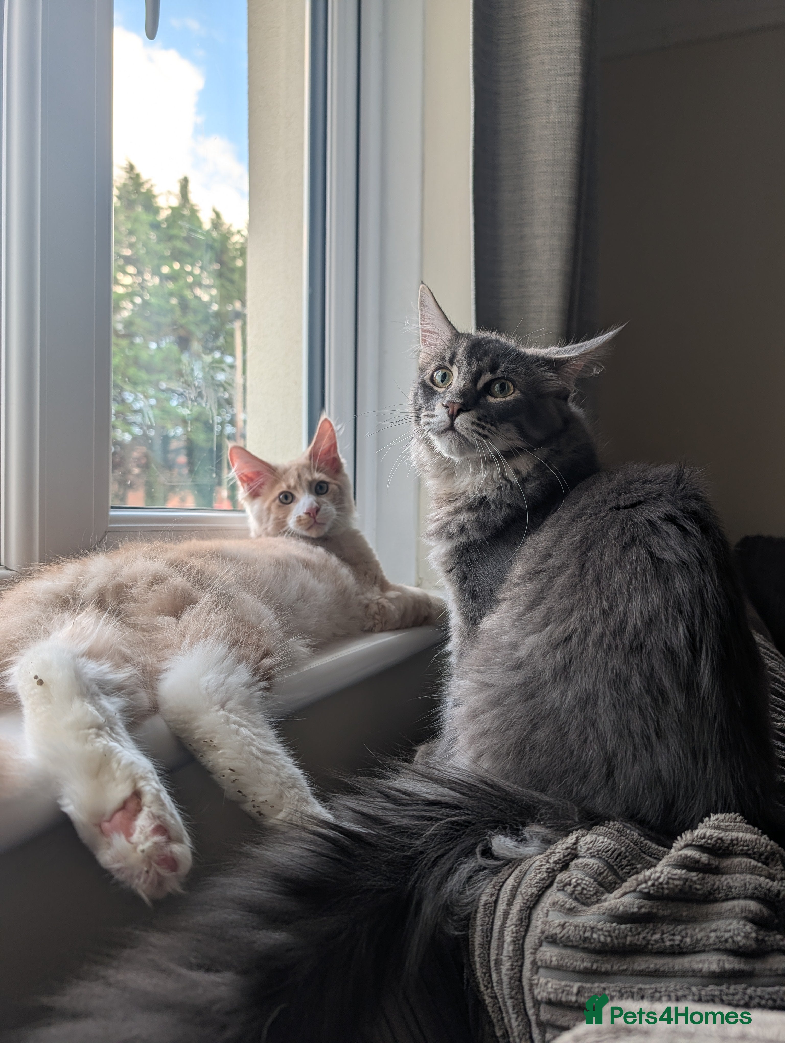 Maine Coon cats REDUCED 2 male Mainecoons looking for a home asap! - Advert 10
