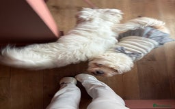 Mixed Breed dogs for sale: Maltese/bichon. - Image 6