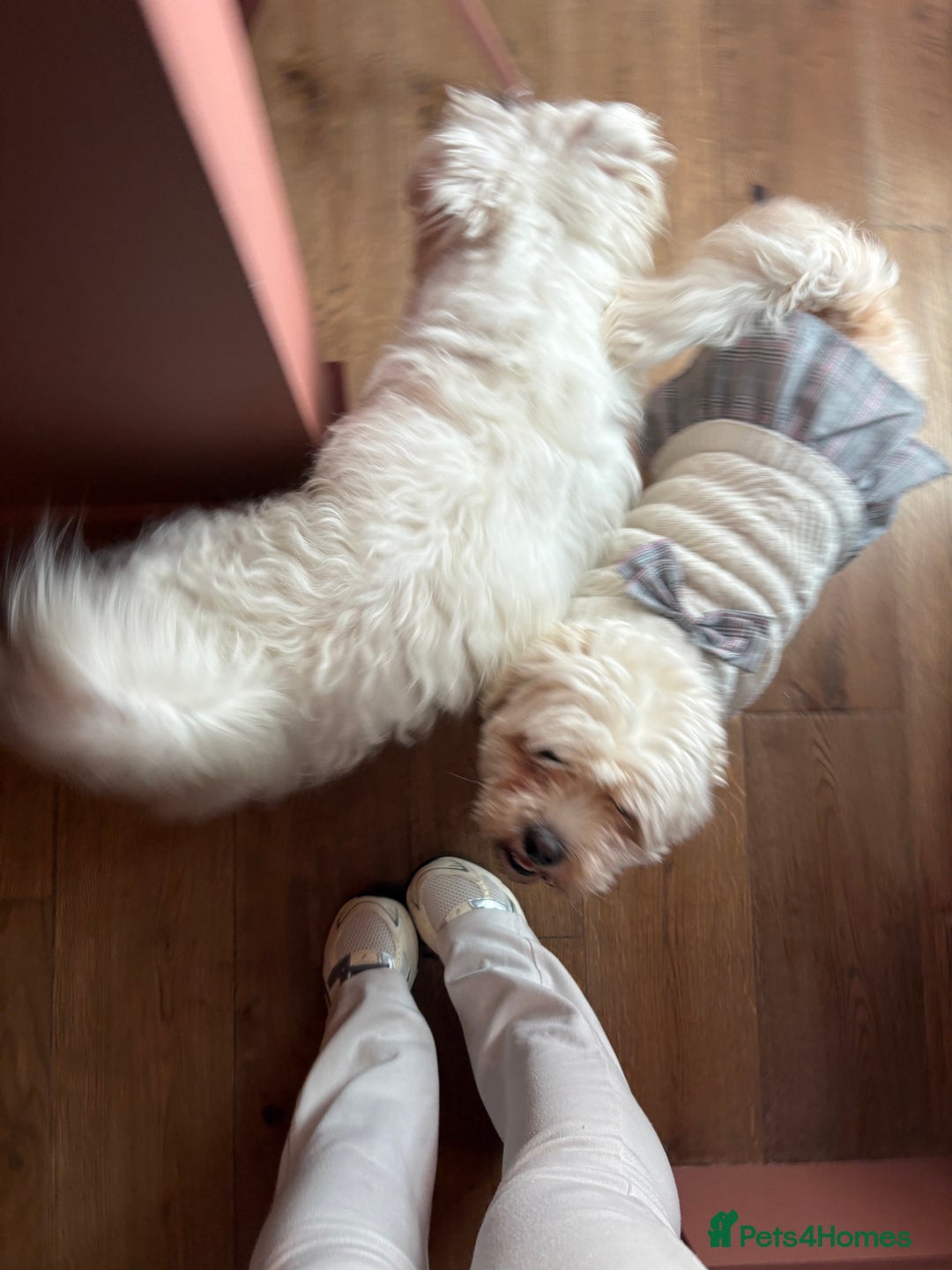 Mixed Breed dogs for sale: Maltese/bichon. - Image 6