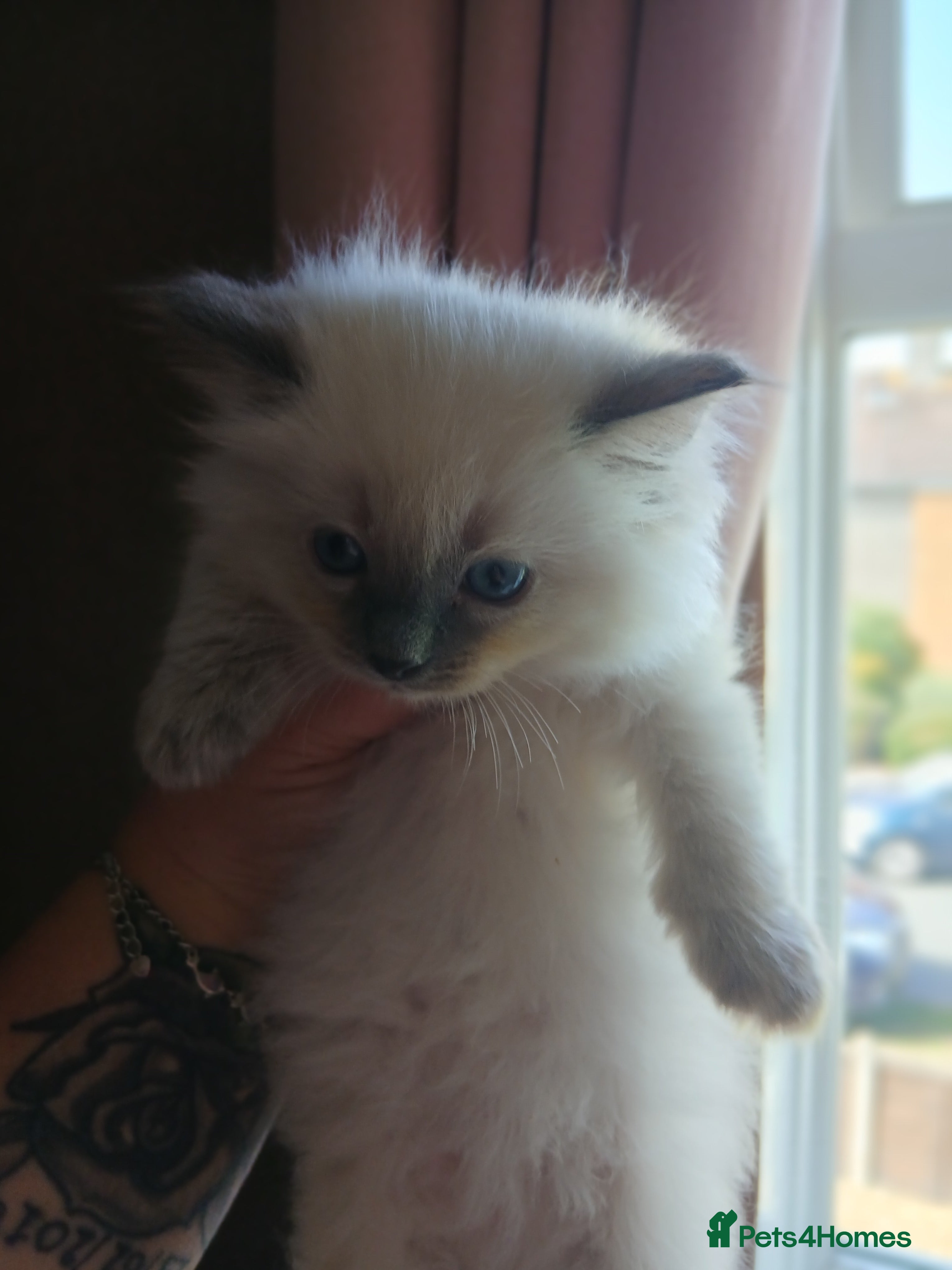 Ragdoll cats Stunning Ragdoll Kittens - Advert 2