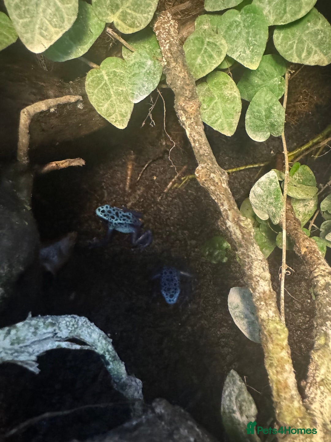 Frog reptiles for sale: 3 blue dart frogs - Image 3