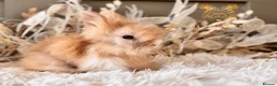 Angora rabbits for sale: BEAUTIFUL LITTER OF ANGORAS - Advert 17