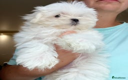 Maltese dogs for sale: One girl and boy available  - Image 10