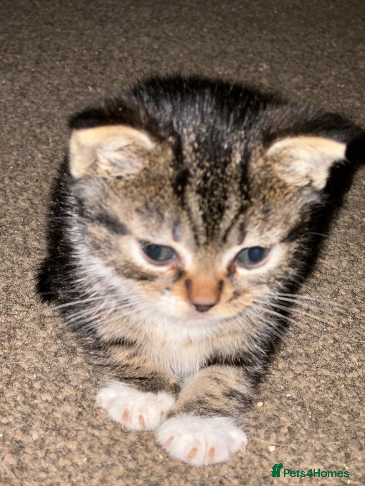 Mixed Breed Kitten 1