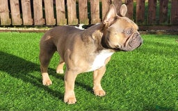 French Bulldog dogs for stud: Kc Reg Blue Fawn French Bulldog For Stud *PROVEN* in Irvine - Image 2