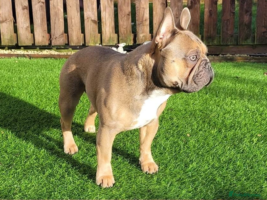 French Bulldog dogs for stud: Kc Reg Blue Fawn French Bulldog For Stud *PROVEN* in Irvine - Image 2