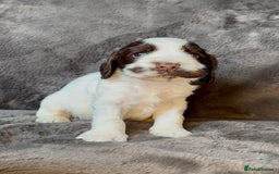 Cocker Spaniel dogs for sale: KC Show Type Cocker Spaniel Pups - Family Home  - Image 13