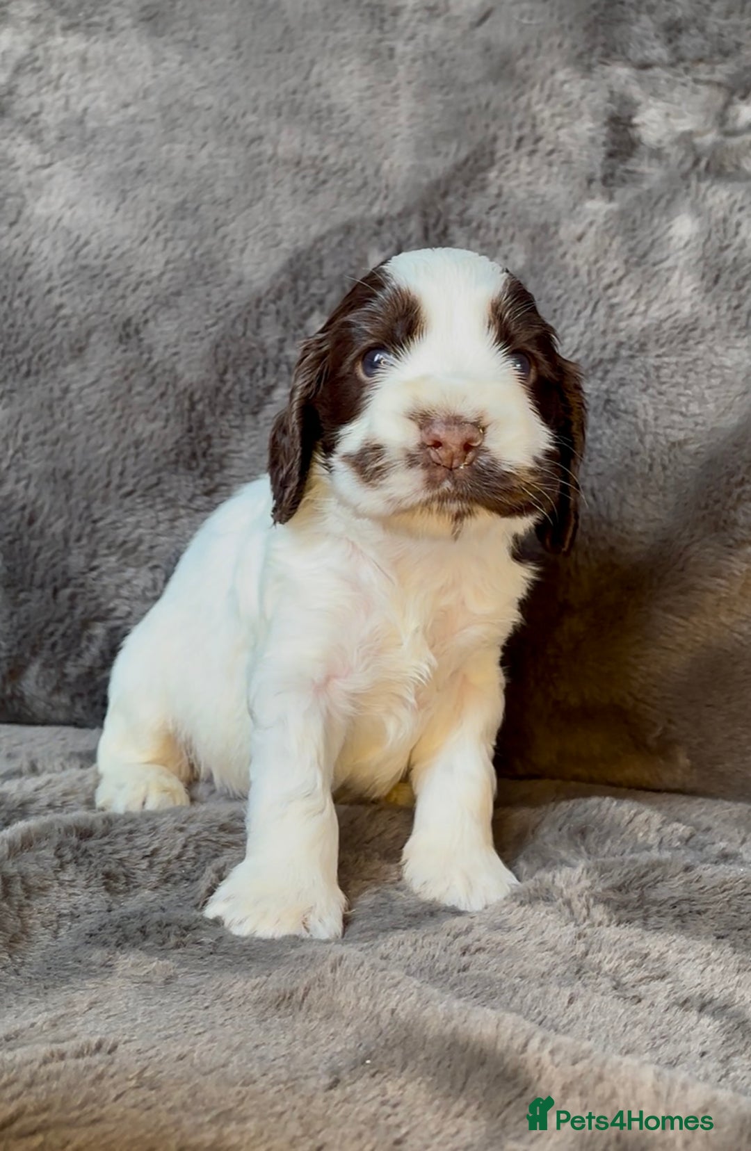 Cocker Spaniel dogs for sale: KC Show Type Cocker Spaniel Pups - Family Home  - Image 13