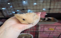 Guinea Pig rodents for sale: Baby guinea pigs  - Advert 11