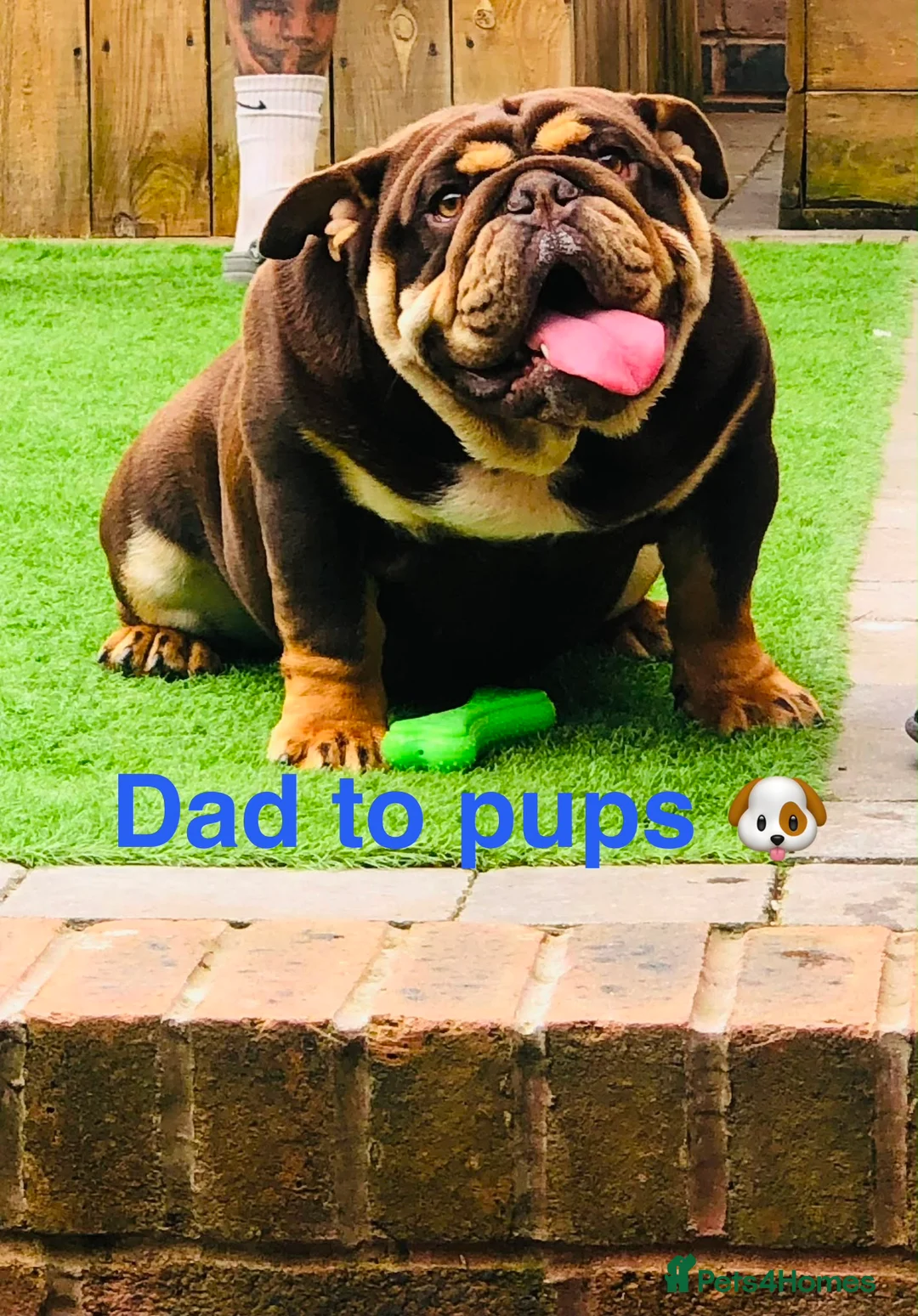 English Bulldog dogs for sale: Standard British Bulldogs 🦍🇬🇧👑 - Advert 2
