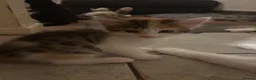 British Shorthair cats for sale: 4 loving kittens  in Doncaster - Advert 6