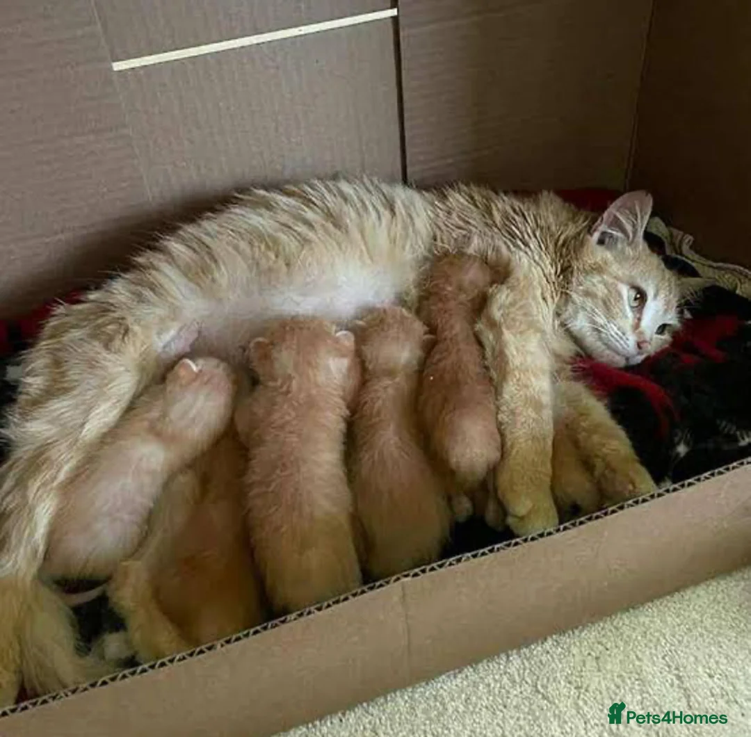 Mixed Breed cats for sale: 3 Adorable Kittens Ready For Their New Home🏡 - Advert 14