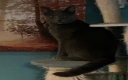 Mixed Breed cats for sale: 2 x Beautiful Kittens  - Image 9