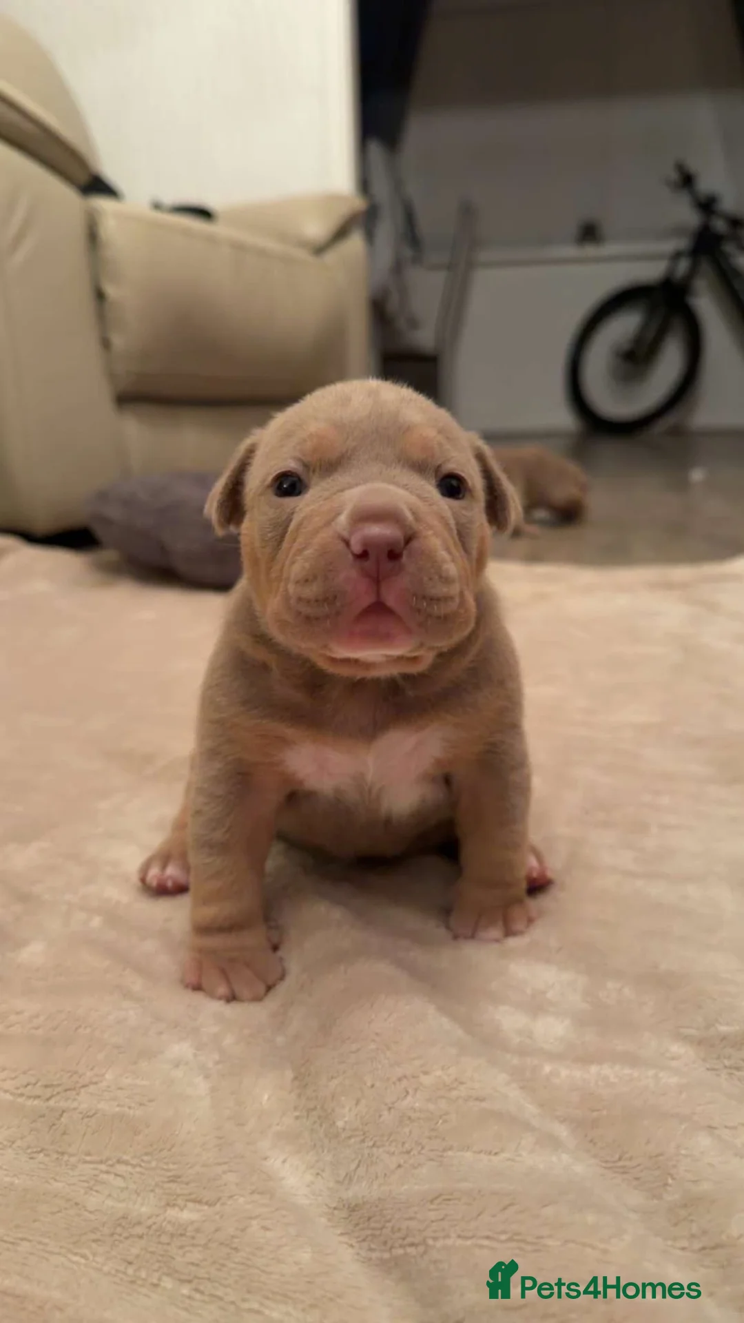 American Bulldog dogs for sale: Female Pocket Bully Puppy - Advert 2