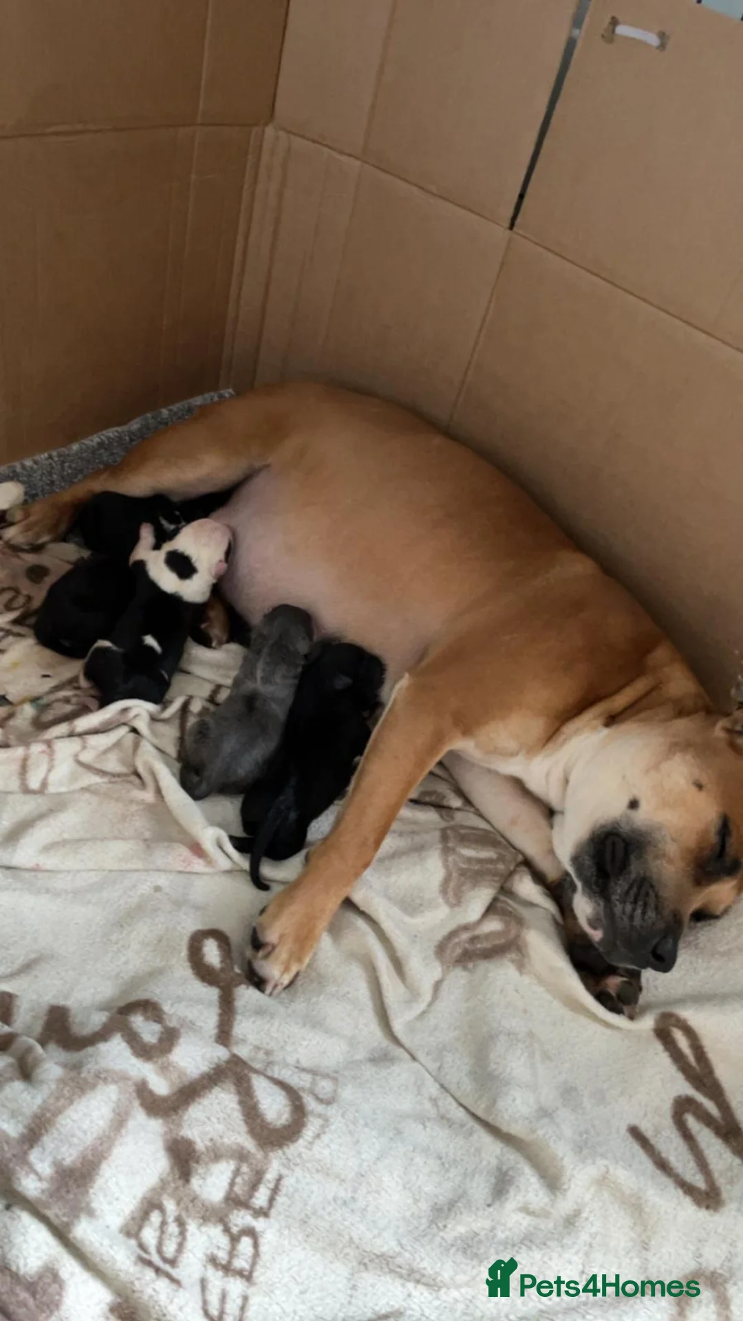 Staffordshire Bull Terrier dogs for stud: BLUE Proven 50+ litters, natural and artificial  in Erith - Advert 5