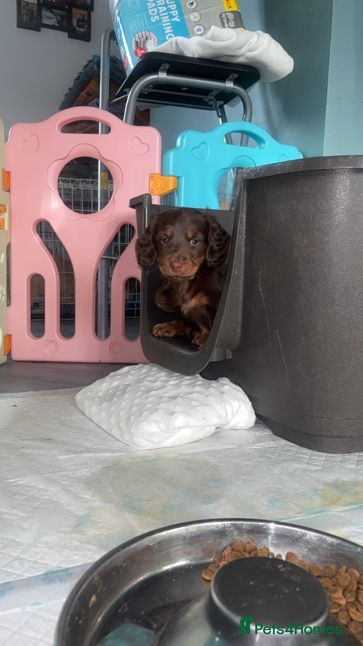 Dachshund dogs Chocolate and tan long haired miniatures  - Advert 3