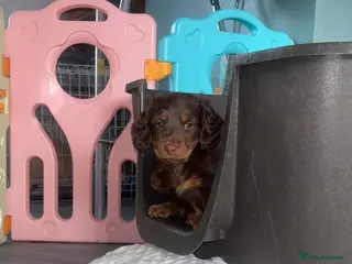 Dachshund dogs Chocolate and tan long haired miniatures - Advert 3