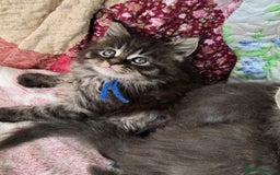 Maine Coon cats for sale: Gorgeous GCCF Maine Coons poss Active - Image 9