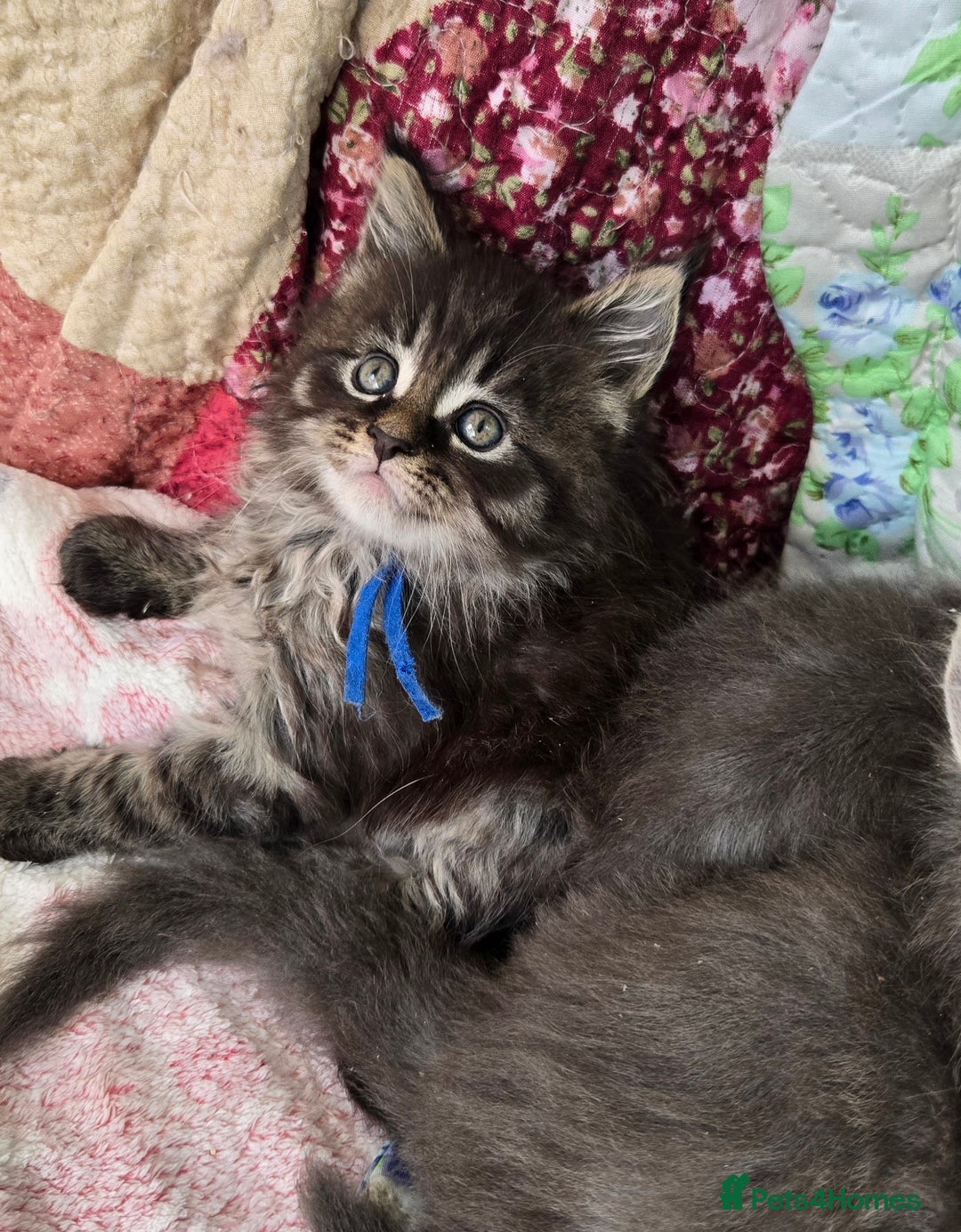 Maine Coon cats for sale: Gorgeous GCCF Maine Coons poss Active - Image 9