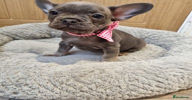 French Bulldog dogs - Advert 3