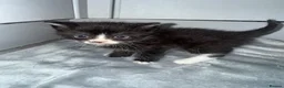 Domestic Shorthair cats for sale: 6 beautiful kittens  - Advert 7