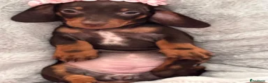 Miniature Dachshund 3