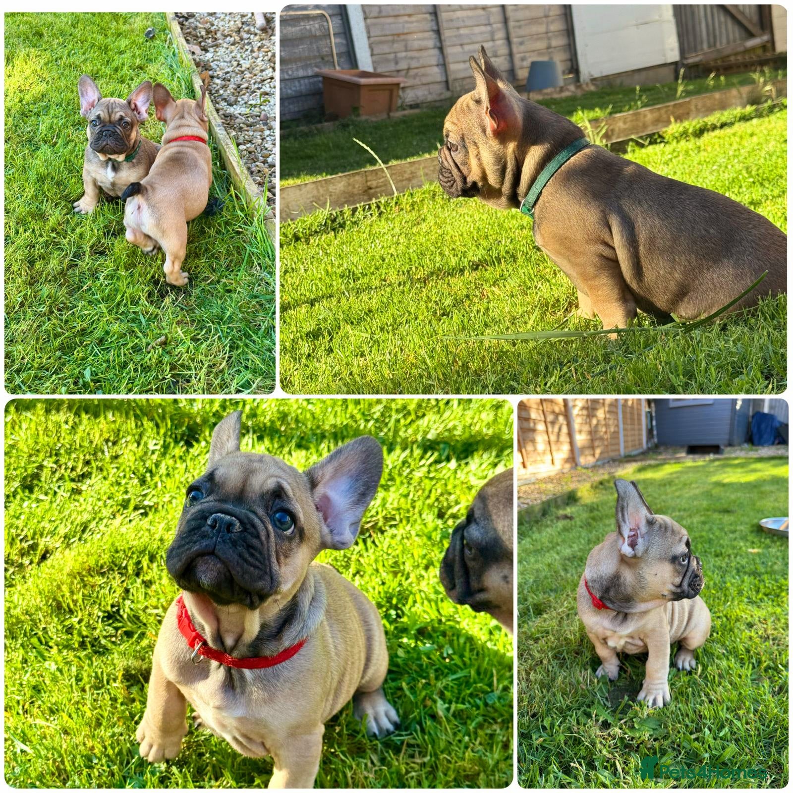 French Bulldog dogs 🔥Last 2boys French Bulldog ready to leave now🔥 - Advert 2