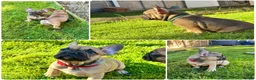 French Bulldog dogs for sale: 🔥Last 2boys French Bulldog ready to leave now🔥 - Advert 1