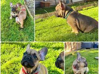 French Bulldog dogs 🔥Last 2boys French Bulldog ready to leave now🔥 - Advert 11