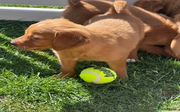 Golden Retriever dogs for sale: Fully health tested kennel club registered puppies - Image 20