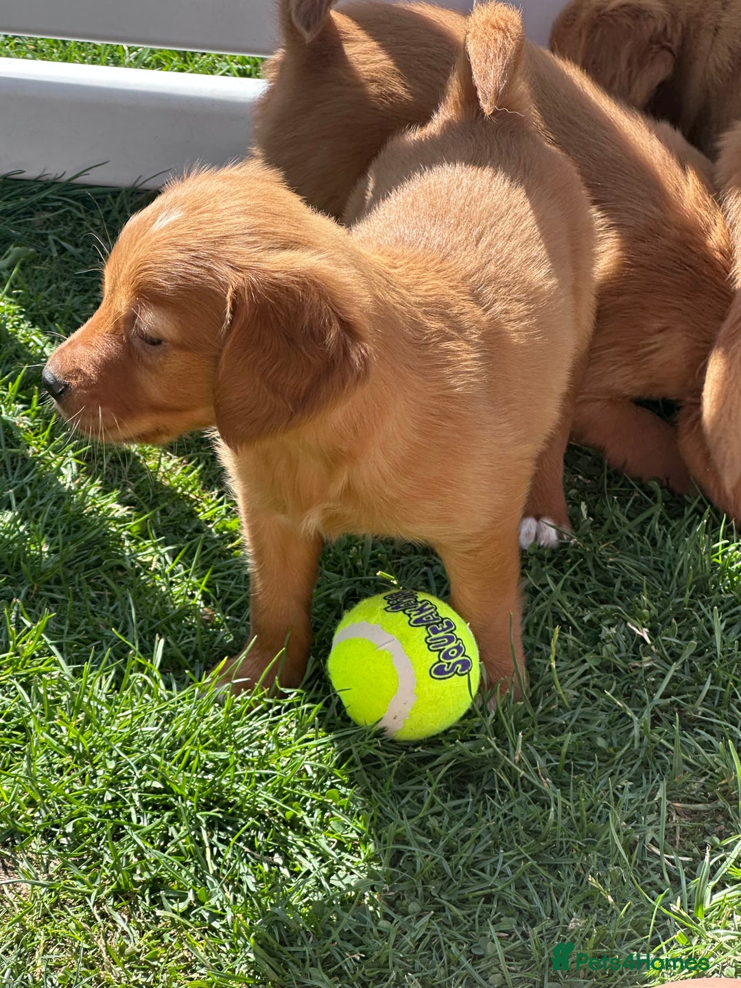 Golden Retriever dogs for sale: Fully health tested kennel club registered puppies - Image 20